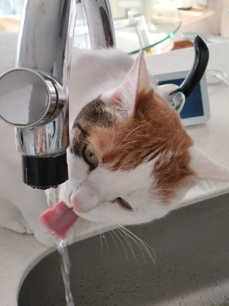 流水を好む猫